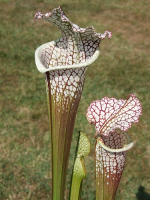 S. leucophylla -- 'Cronus' (Titan tm), Botanique (L47,MK)