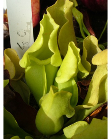 S. purpurea ssp.venosa -- Green, Anthocyanin free
