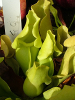 S. purpurea ssp.venosa -- Green, Anthocyanin free
