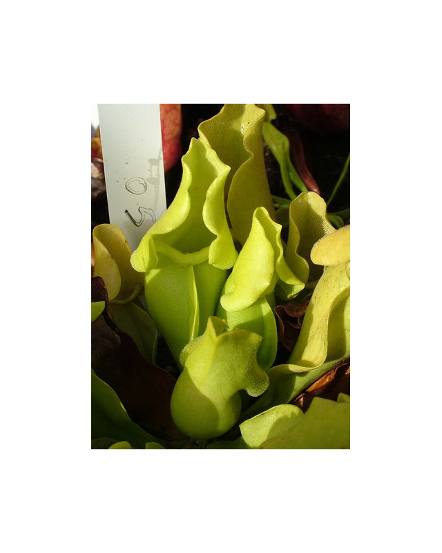 S. purpurea ssp.venosa -- Green, Anthocyanin free S. purpurea ssp.venosa -- Green, Anthocyanin free