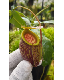 Nepenthes undulatifolia...