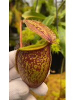 Nepenthes undulatifolia: BE-4658 - 6002