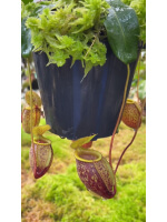 Nepenthes undulatifolia: BE-4658 - 6003