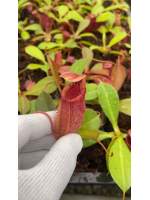 Nepenthes sibuyanensis x...