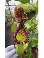 Nepenthes veitchii x lowii - à partir de boutures  BE-4508 - 6006