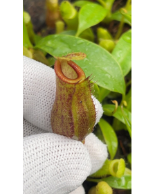 Nepenthes spathulata x...
