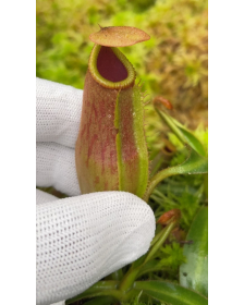 Nepenthes edwardsiana x...