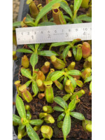 Nepenthes edwardsiana x veitchii BE-4671 - 6009