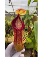 Nepenthes ventricosa x hamata BE-3672 - 6010