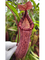 Nepenthes spectabilis x ventricosa - clone le mieux sélectionné BE-3745 - 6011