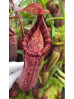 Nepenthes spectabilis x ventricosa -best clone selected BE-3745 - 6012