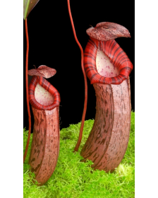 Nepenthes spectabilis x...