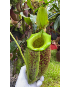 Nepenthes spathulata x...