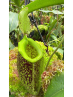 Nepenthes spathulata x ampullaria 'burgundy speckle' BE-3881 - 6015
