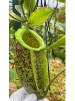 Nepenthes spathulata x ampullaria 'burgundy speckle' BE-3881 - 6016