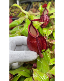 Nepenthes mirabilis var...