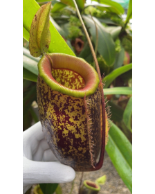 Nepenthes sibuyanensis x...