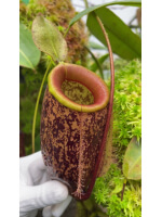Nepenthes sibuyanensis x ampullaria – selected clone: BE-4584 - 6019
