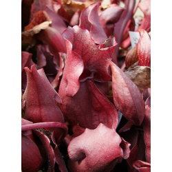 Sarracenia purpurea ssp.purpurea-Sarracenia purpurea