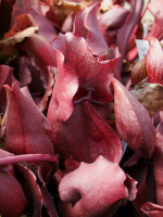 S. purpurea ssp.venosa -- red form