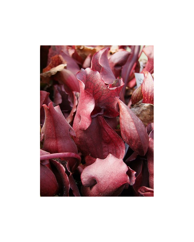 S. purpurea ssp.venosa -- red form S. purpurea ssp.venosa -- red form