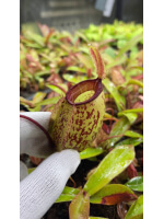 Nepenthes sibuyanensis x ampullaria – selected clone: BE-4584 - 6020