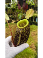 Nepenthes sibuyanensis x ampullaria – selected clone: BE-4584 - 6021
