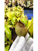 Nepenthes bicalcarata x ampullaria BE-3033 - 6022