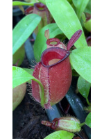 Nepenthes ampullaria – ‘Brunei red’ BE-3681 - 6023