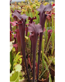 Sarracenia 'Alucard'...