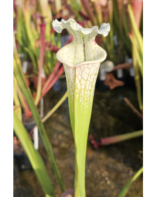 S. Leucophylla 'g2' x...