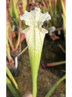 S. Leucophylla 'g2' x adrian slack - 6028