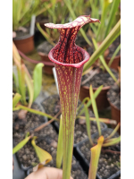 S.(Oreophila x royal ruby)...
