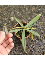 Nepenthes albomarginata...