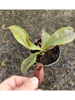(Nepenthes viking x ampullaria black miracle) x hookeriana - 6034