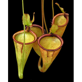 Nepenthes attenboroughii BE-3693