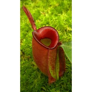 Nepenthes ampullaria – 'Brunei red' BE-3681