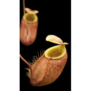 Nepenthes bellii BE-3026