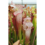 Sarracenia leucophylla -- pink lip, Appalachicola  x SFO10 S. flava var. ornata -- solid red throat - 6051