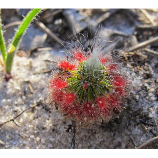 Drosera sargentii
