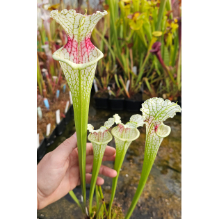 Sarracenia x moorei 'Silvia Luise'