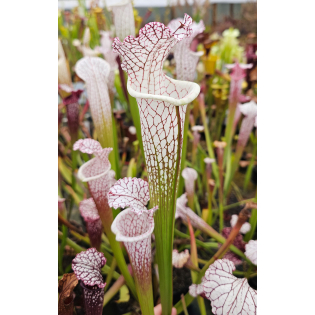 SL61 S. leucophylla -- red stripe throat x SL25 S. leucophylla -- pink lip, Appalachicola cl2