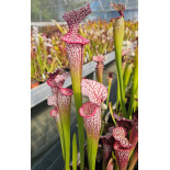 SXM15 S.x Moorei -- Bud Wilkerson Bog x SXM18 S.x Moorei -- Wilkerson's white knight - 6056