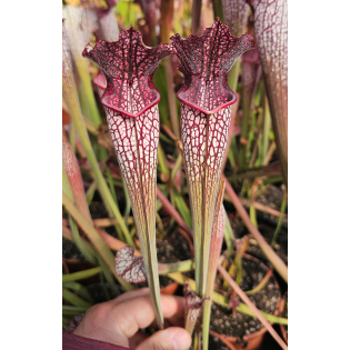 Sarracenia x areolata “LombardiG”