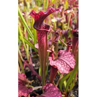 S.'Plum' (oreophila x leucophylla)