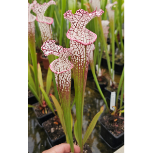 Sarracenia leucophylla -- pink lip, Appalachicola  x SFO10 S. flava var. ornata -- solid red throat