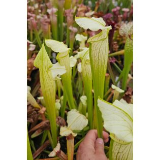Sarracenia x Areolata 'White Knight'