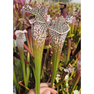 SL19 S. leucophylla -- Green and white tube x SL79 S.“Bocaza”