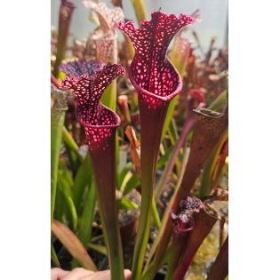 SXM01 S.x Moorei -- `Leah Wilkerson’ x SL61 S. leucophylla -- red stripe throat