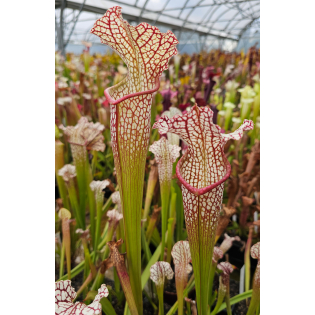 Sarracenia leucophylla -- large pink lipped,Apalachicola x SX102 S.x areolata giant CLB